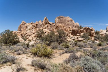Joshua Trees Çölde, Joshua Tree Ulusal Parkı, ABD, Kaliforniya
