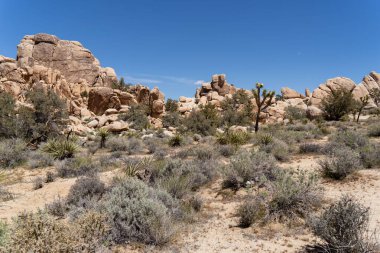 Joshua Trees Çölde, Joshua Tree Ulusal Parkı, ABD, Kaliforniya