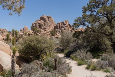 Joshua Trees Çölde, Joshua Tree Ulusal Parkı, ABD, Kaliforniya