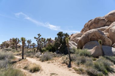 Joshua Trees Çölde, Joshua Tree Ulusal Parkı, ABD, Kaliforniya