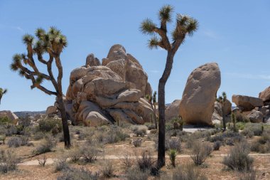 Joshua Trees Çölde, Joshua Tree Ulusal Parkı, ABD, Kaliforniya