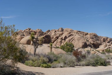 Joshua Trees Çölde, Joshua Tree Ulusal Parkı, ABD, Kaliforniya
