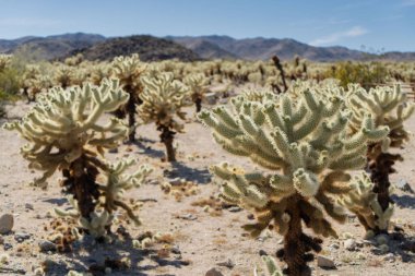 Joshua Tree Ulusal Parkı 'ndaki Cholla Kaktüs Bahçesi.