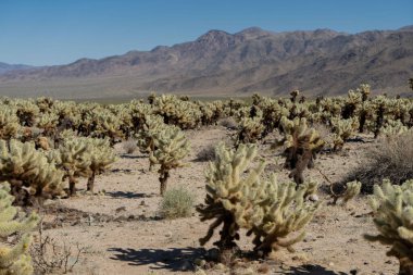 Joshua Tree Ulusal Parkı 'ndaki Cholla Kaktüs Bahçesi.
