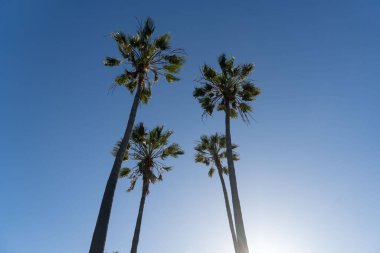 Kaliforniya palmiye ağaçları mavi gökyüzü, Los Angeles 'taki ünlü kumlu Venedik plajı. 