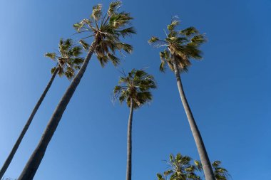 Kaliforniya palmiye ağaçları mavi gökyüzü, Los Angeles 'taki ünlü kumlu Venedik plajı. 
