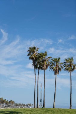 Kaliforniya palmiye ağaçları mavi gökyüzü, Los Angeles 'taki ünlü kumlu Venedik plajı. 