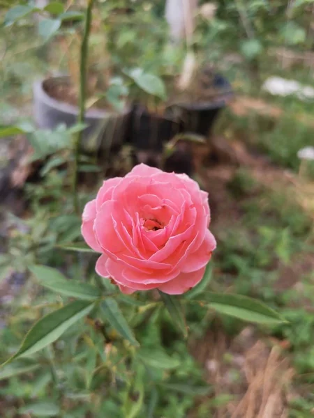 Όμορφα Τριαντάφυλλα Στον Κήπο — Φωτογραφία Αρχείου