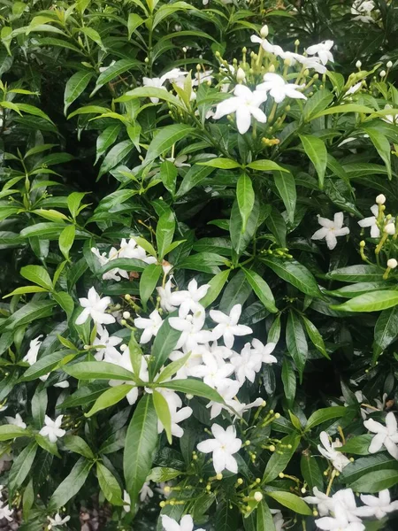 Folhas Brancas Jardim — Fotografia de Stock