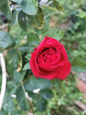 Bahçemde bir gelenek.