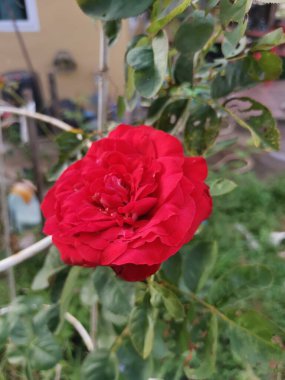 Bahçedeki güzel çiçekler