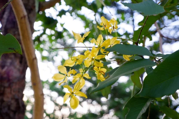 stock image summer nature  tree yellow