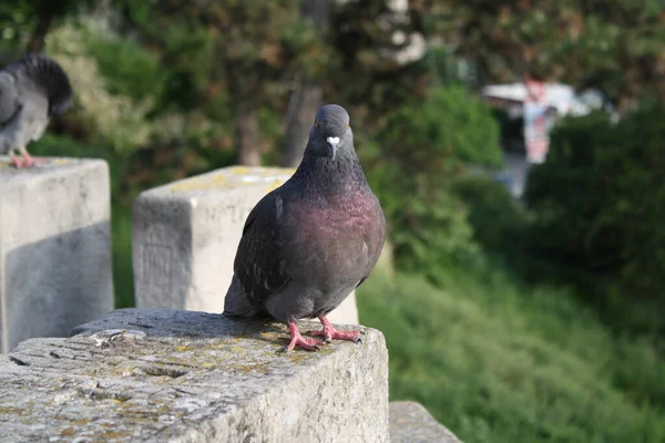Belgrad 'daki bir kalede güzel bir güvercin