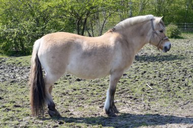 Kopenhag 'ın merkezindeki güzel at çiftliği.