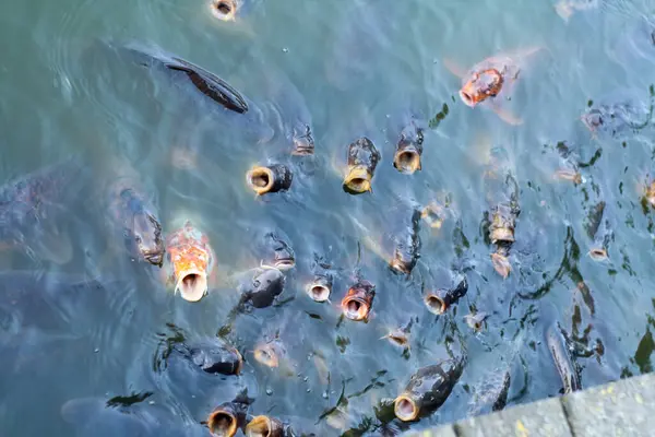 Yapay bir gölde yiyecek bekleyen bir balık sürüsü..