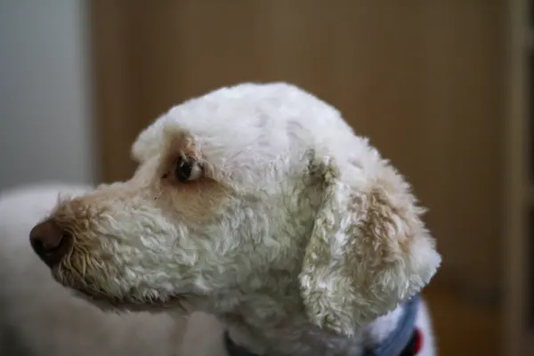 Güzel beyaz köpek Romagnolo 'nun gecikmesi