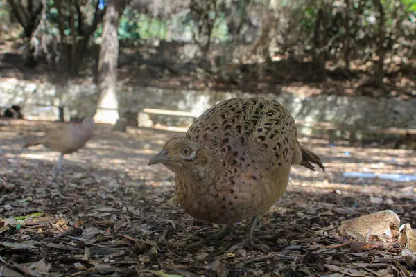 Vahşi keklik kuşu adadaki doğal dolaşımıyla tahıllarla beslenir.