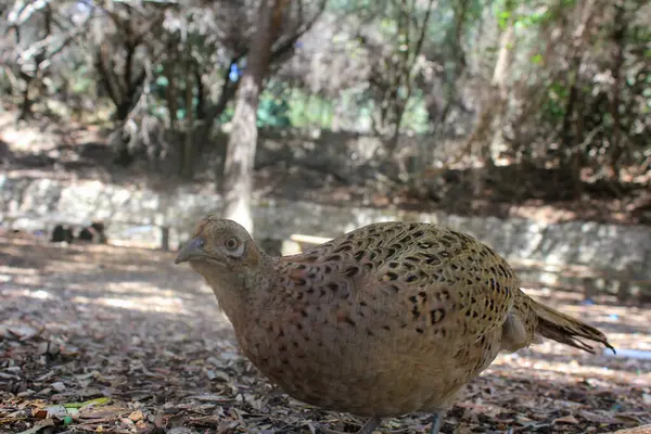 Vahşi keklik kuşu adadaki doğal dolaşımıyla tahıllarla beslenir.