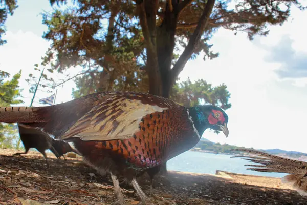 Güzel bir hikaye. Güzel renklere sahip bir sülün, adadaki doğal ortamında hayvanla yaşar ve beslenir.