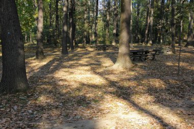 Manikürlü ağaçlar ve çimlerle dolu güzel bir park Kurumuş ve sararmış yapraklarla dolu bir sonbahar