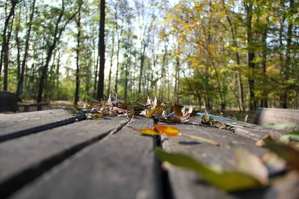 Manikürlü ağaçlar ve çimlerle dolu güzel bir park. Derin bir sonbahar. Kurumuş ve sararmış yapraklar düşmüş. Meşe gibi düşen meşe palamutları ve masadaki vahşi hayvanlar için yiyecek.
