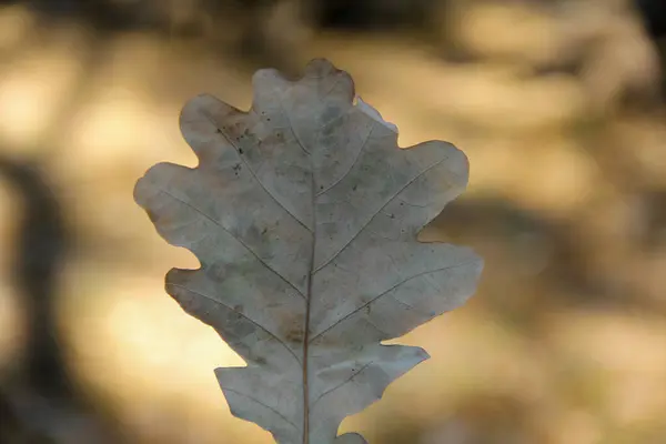 Sonbaharda parkta sararmış meşe yaprağı.