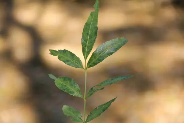 Sonbaharın sonbaharında solmuş yapraklar düştü Mirithe Belgrad 'daki parkta.