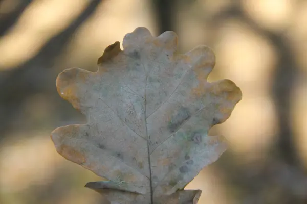 Sonbaharın sonbaharında solmuş yapraklar düştü Mirithe Belgrad 'daki parkta.