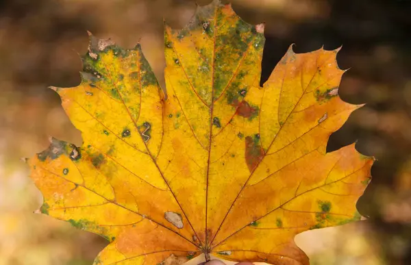 Sonbaharın sonbaharında solmuş yapraklar düştü Mirithe Belgrad 'daki parkta.