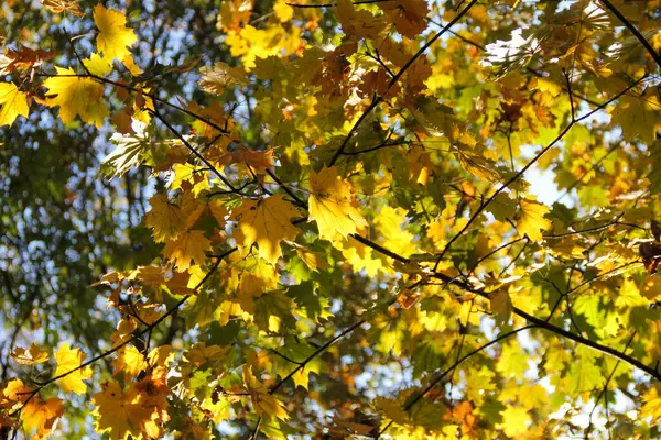 Sonbaharda Belgrad 'ın Zvezdar ormanındaki parktaki ağaç dallarında sarı yapraklar
