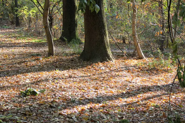 Manikürlü ağaçlar ve çimlerle dolu güzel bir park Kurumuş ve sararmış yapraklarla dolu bir sonbahar
