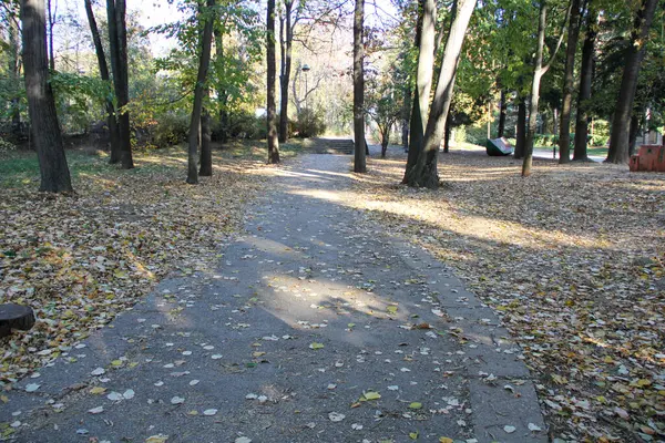 Manikürlü ağaçlar ve çimlerle dolu güzel bir park Kurumuş ve sararmış yapraklarla dolu bir sonbahar