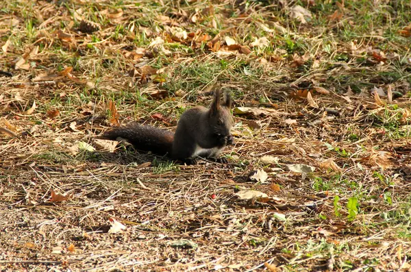Sincap sonbaharda parkta fındık ve ceviz toplar.