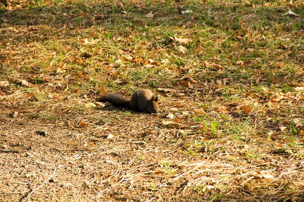Sincap, sonbaharda Belgrad 'da parkta fındık ve ceviz topluyor.
