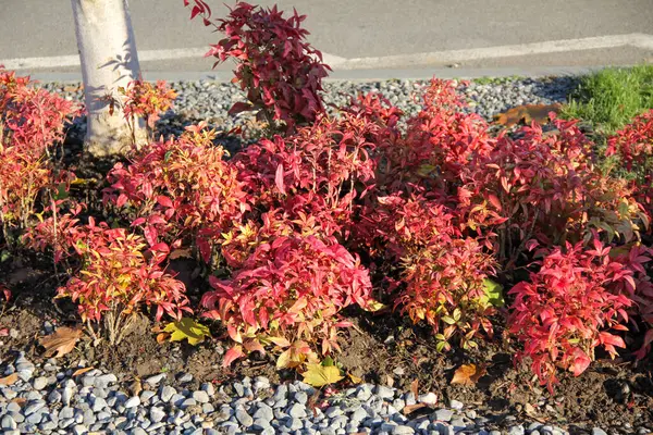 Sava gezinti güvertesine her renkten dekoratif çiçekler ekildi.