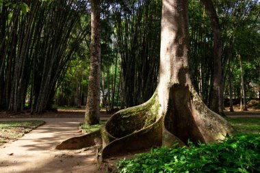 Ormanın güzel manzarası