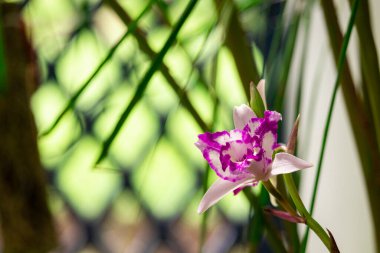 Renkli çiçeklerin arkaplan resmi