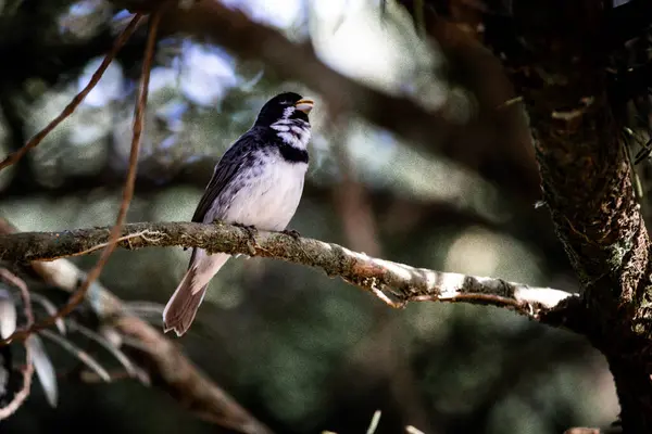 ormanda büyük baştankara