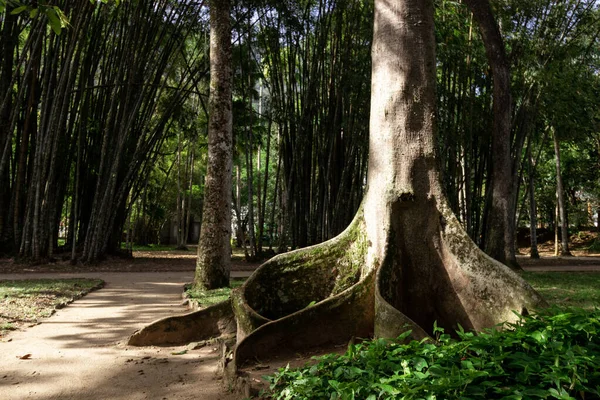 Ormanın güzel manzarası
