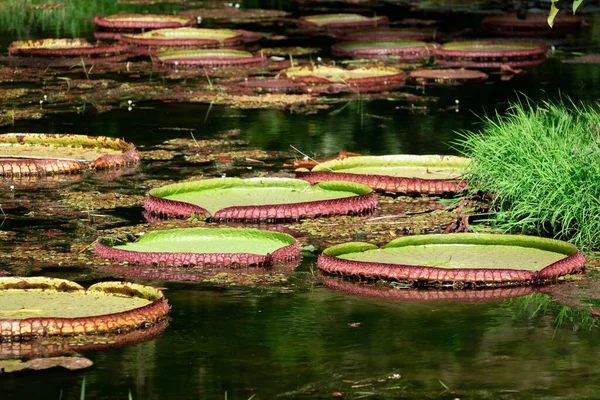Gölette nilüfer çiçekleri