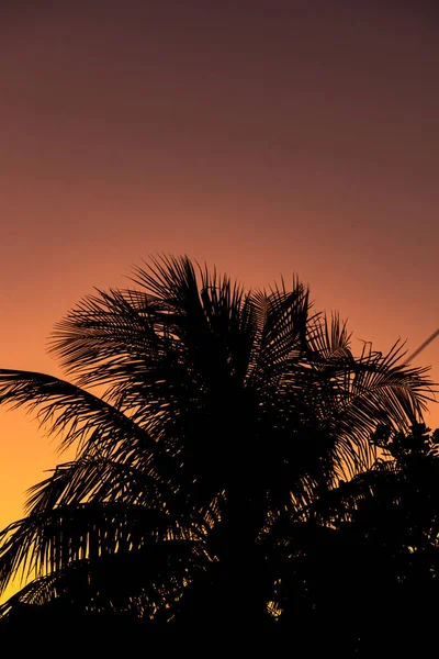 Palmeiras no por do sol