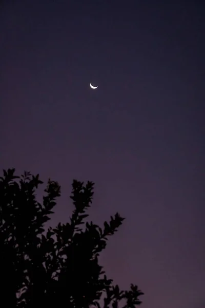 Lua nova com folhas a blue hour
