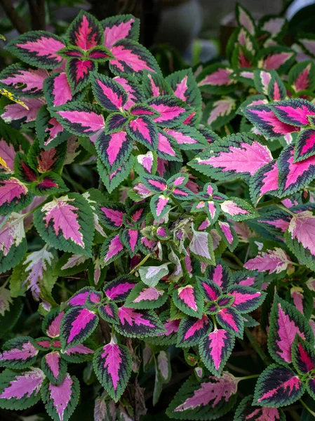 Bitta com dizini verdes e rosas