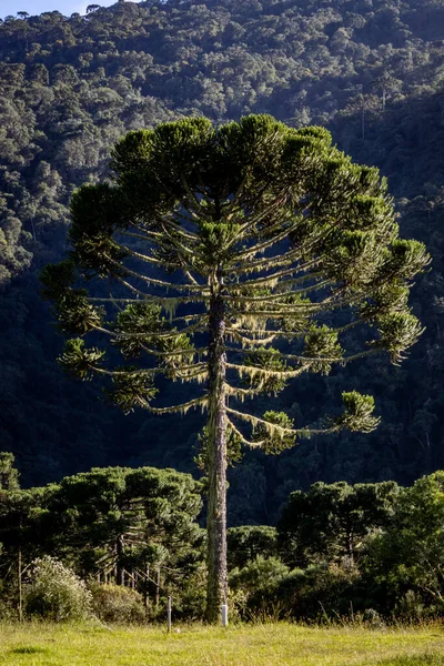 Ormandaki bir ağacın dikey görüntüsü.