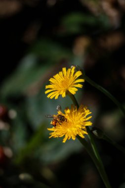 Bahçedeki sarı çiçek