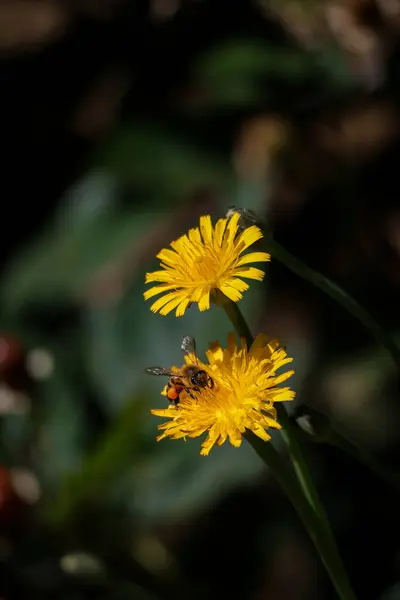 Bahçedeki sarı çiçek
