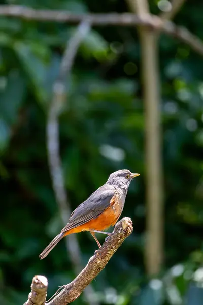 Ormandaki kırmızı kuş