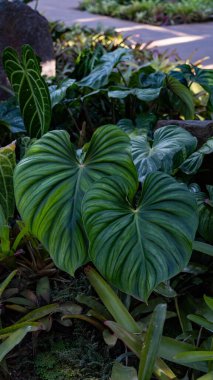 Bahçede yeşil yapraklar, doğa arka planı