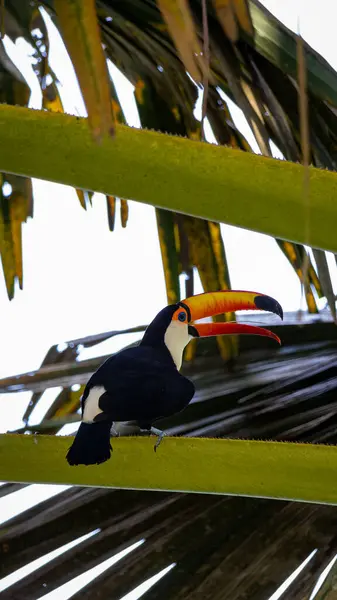 Ağaçta oturan bir kuş