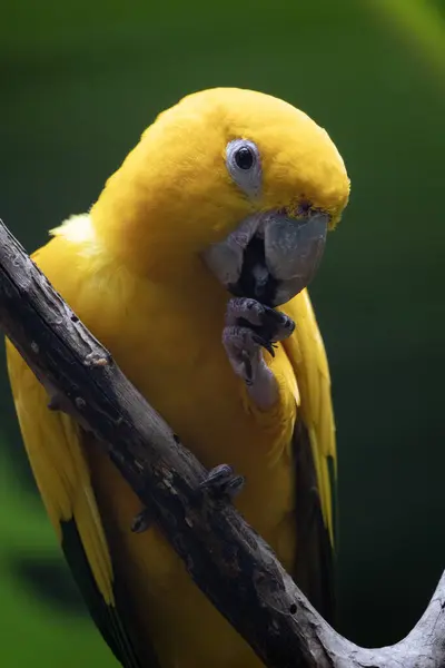 Sarı ve mavi papağan